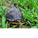 Teal turtles :)