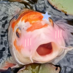 KOI FISHIES