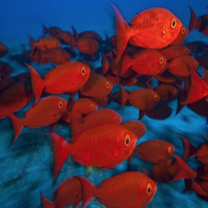 Red Fish Roblox decal