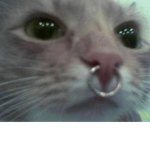 the emo cats :3