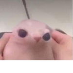 Pop Scat