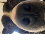 sophiesgroupie