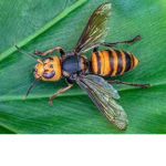 A Hornet's Clothes