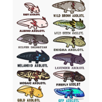 Axolotls Rule Fan club