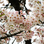 Cherry Blossomz Get Some rubux