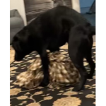 Horn Dog Community
