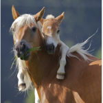 | Peach blossom horses |