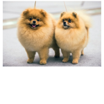 Gooddog123abc