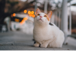 해군 호
