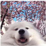 People who like doggo