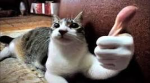 Denis loving cat loving group