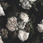 (Black_Roses)