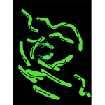 Frogppl