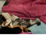 THE DOG AND FURRY GROUP ;-;