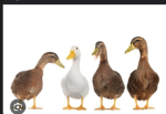 Teh dancin ducks!