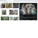 koala led lights