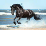 -Aesthetic horsey people-