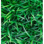 The people that touch grass
