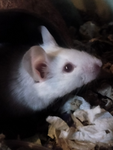 Remy's mouse group