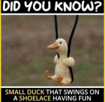 SaY RuPT