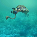 opabinia regalis