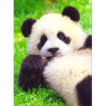 PandaYTSKY