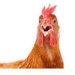 Chicken Battalion