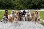 ~The Dog Packs~