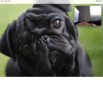 All pugs together