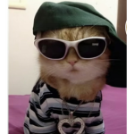 Catlog avatar creator