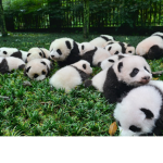 Panda bear Express