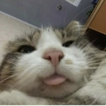 N0b$