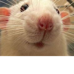 Rats Hangout :)