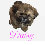 Daisy The Dog Official Fan Club!