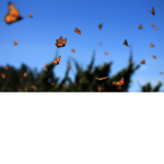 ###### butterflies<3