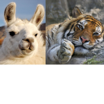Tigers and Llamas!!!!!