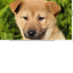 DA Doggie Colt :>