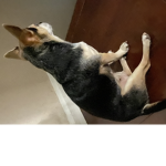 Wolfyyop