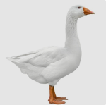 A Goose Group