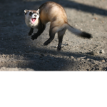 Ferret studios