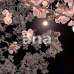 abnrml