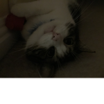 Love cats?