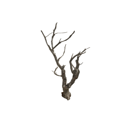 [Updated!] Dead mini tree for ants! Home Gym Hango