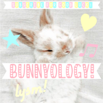 - bunnyology! -
