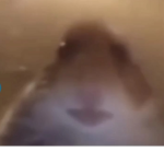 FATBUNNY