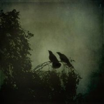 the quiet forest.