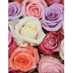 Pastel_Rosessss