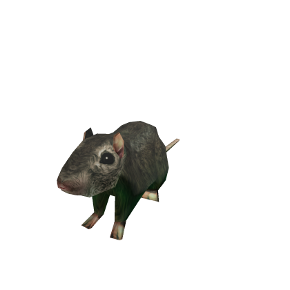 Rat