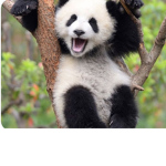 Best animal pandas