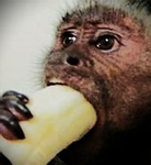 Susy Baka Monkey